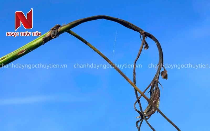 Cành chanh dây bị khô và suy yếu do bệnh phát triển nặng