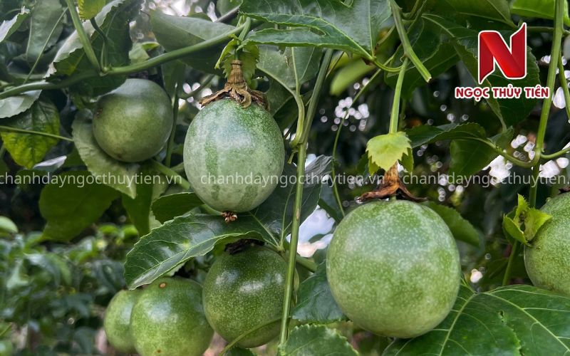 Bệnh Virus Xoăn Lá Chanh Dây: Tác Hại Và Biện Pháp Phòng Trừ