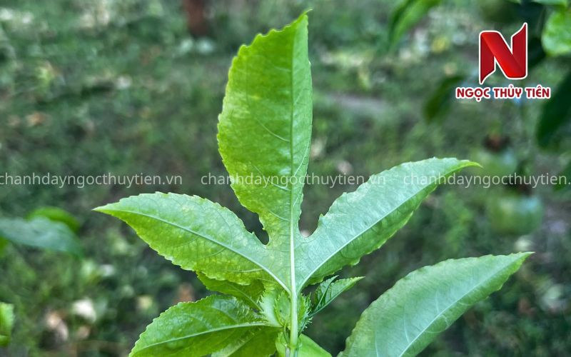Lá chanh dây non có biểu hiện biến dạng và màu sắc không đồng đều