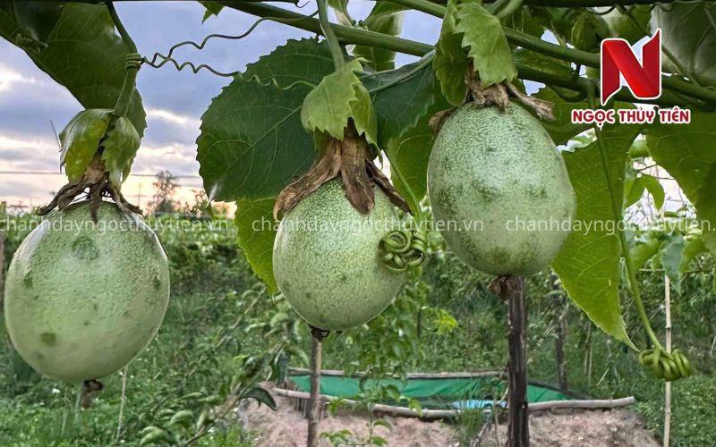 Trái chanh dây trong vườn cần được bảo vệ khỏi bệnh virus xoăn lá