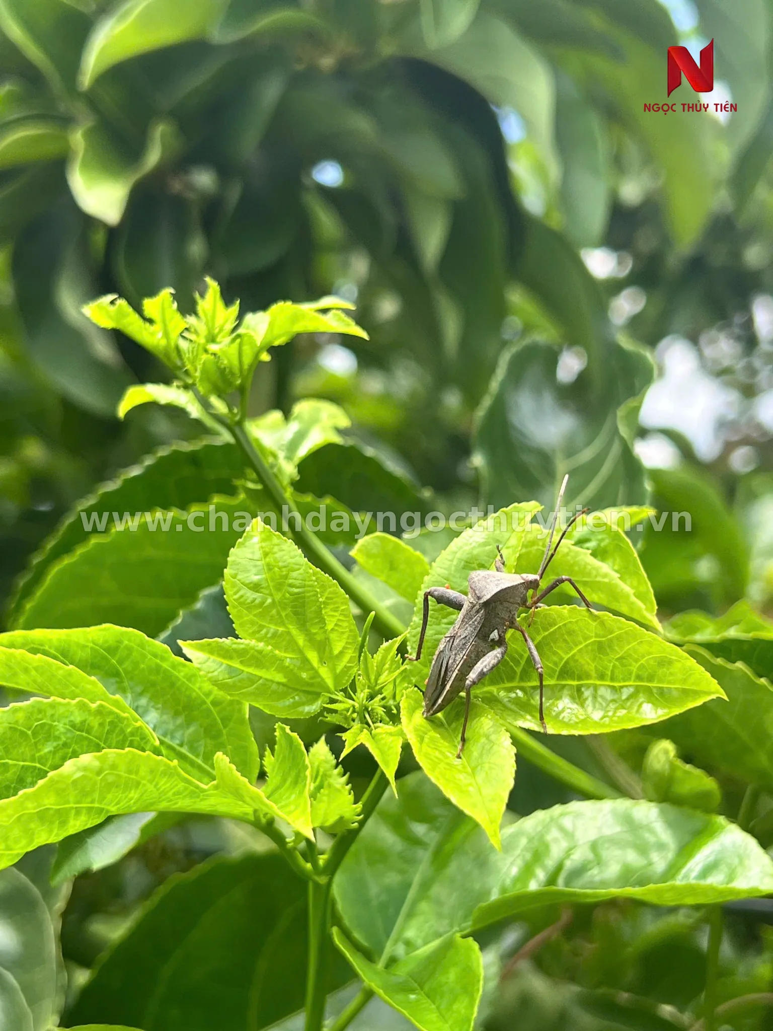 Bọ xít chích hút trên đọt non chanh dây