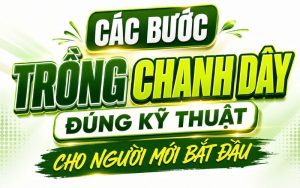 Các Bước Trồng Chanh Dây Đúng Kỹ Thuật Cho Người Mới Bắt Đầu