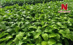 Các Loại Thuốc Trị Bệnh Chanh Dây Được Sử Dụng Phổ Biến Hiện Nay