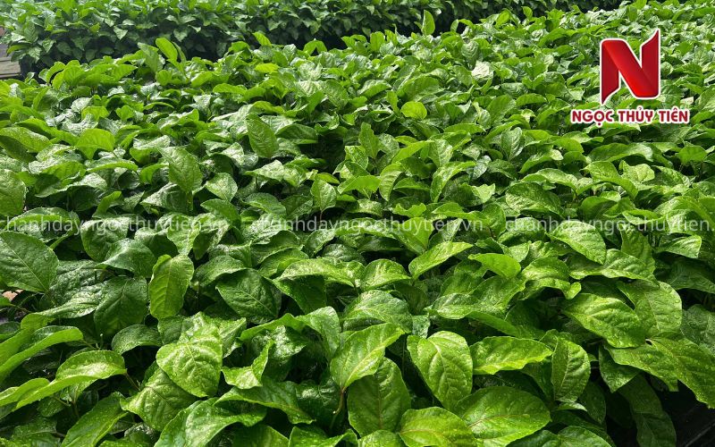 Các Loại Thuốc Trị Bệnh Chanh Dây Được Sử Dụng Phổ Biến Hiện Nay