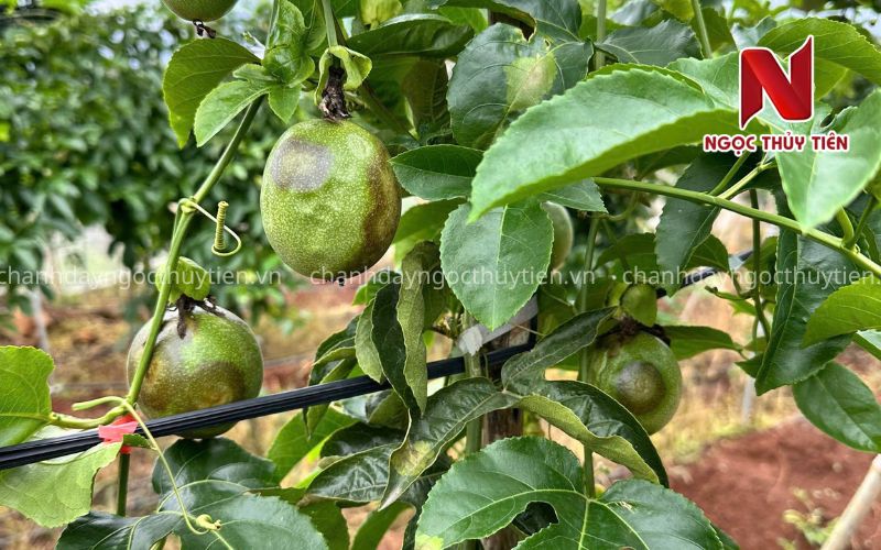 Bệnh trên trái và tán chanh dây trong điều kiện vườn ẩm