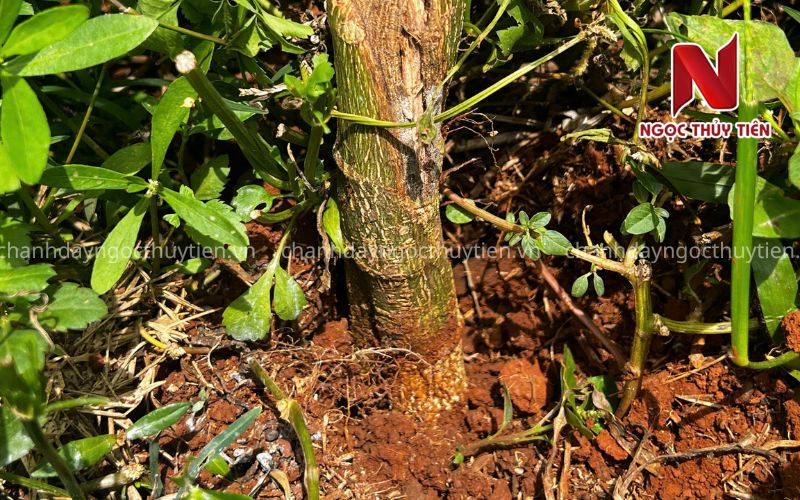 Bệnh lở cổ rễ và thối gốc trên cây chanh dây