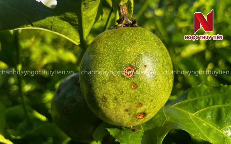 Bệnh trên trái chanh dây cần chọn đúng thuốc để xử lý