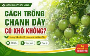 cach trong chanh day co kho khong