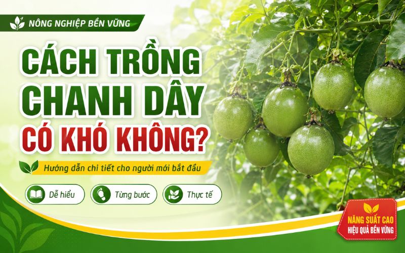 cach trong chanh day co kho khong