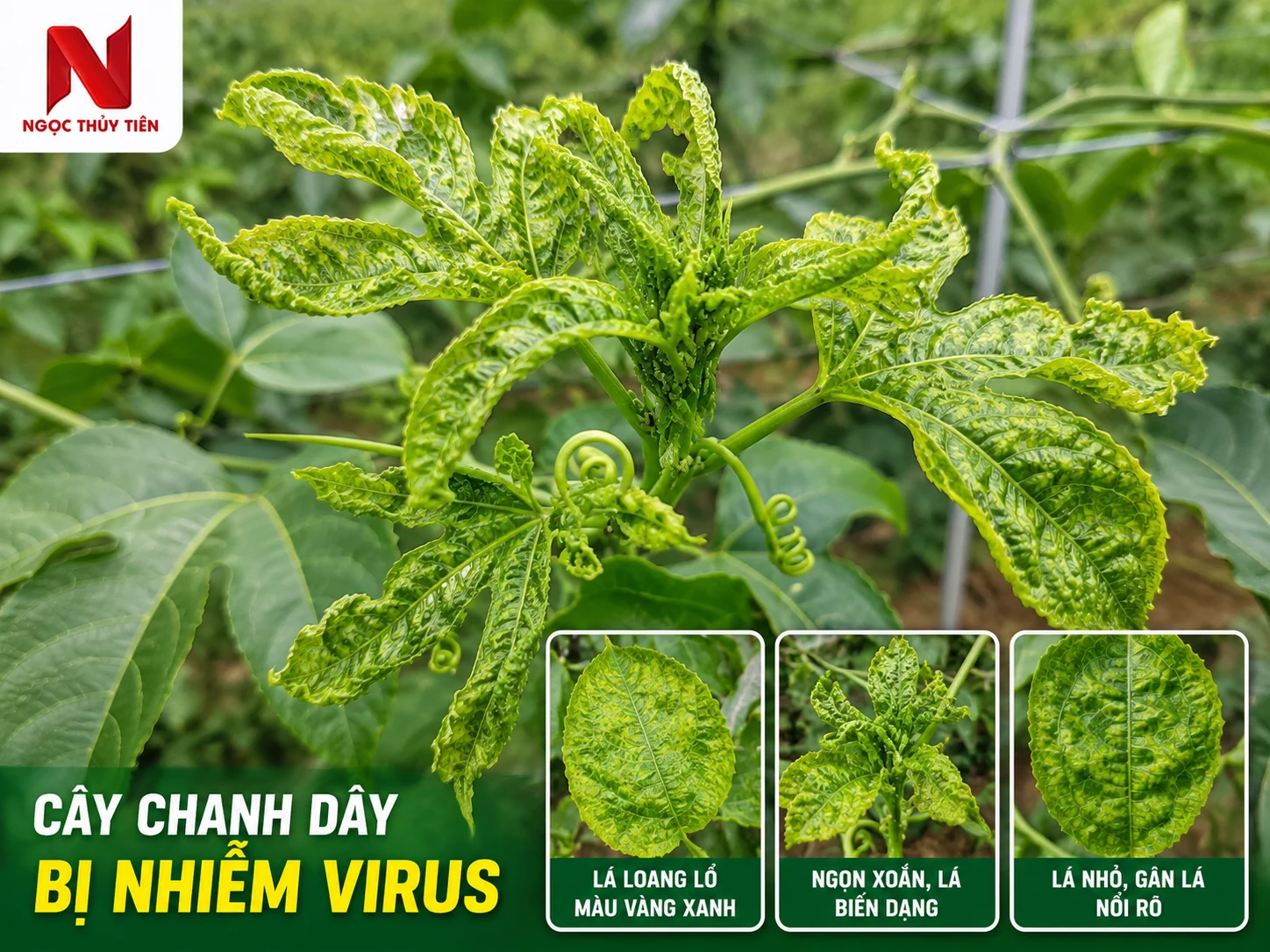Cây chanh dây bị nhiễm virus xoăn lá và khảm lá