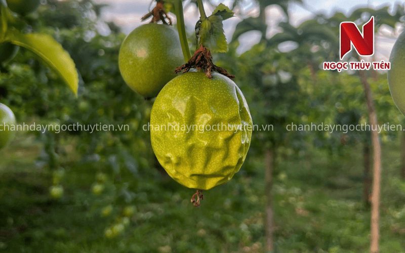 Chanh Dây Bị Móp Trái, Ruột Mỏng: Cách Chăm Sóc Để Trái To Đều