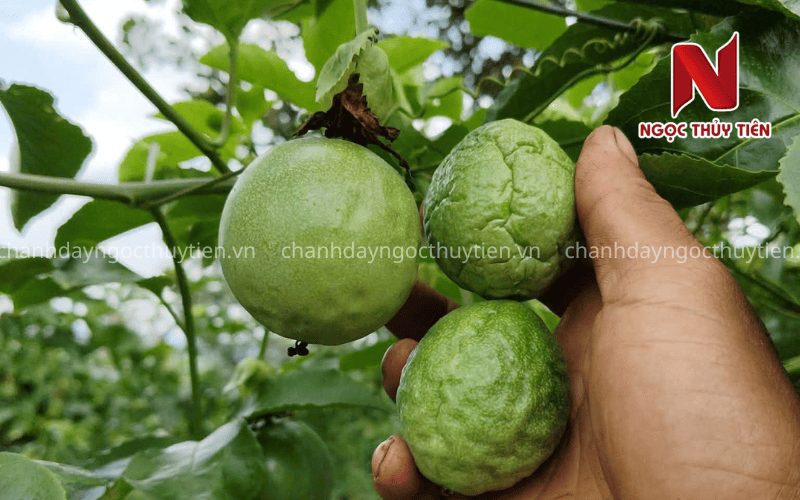 So sánh trái chanh dây căng tròn và trái chanh dây bị móp
