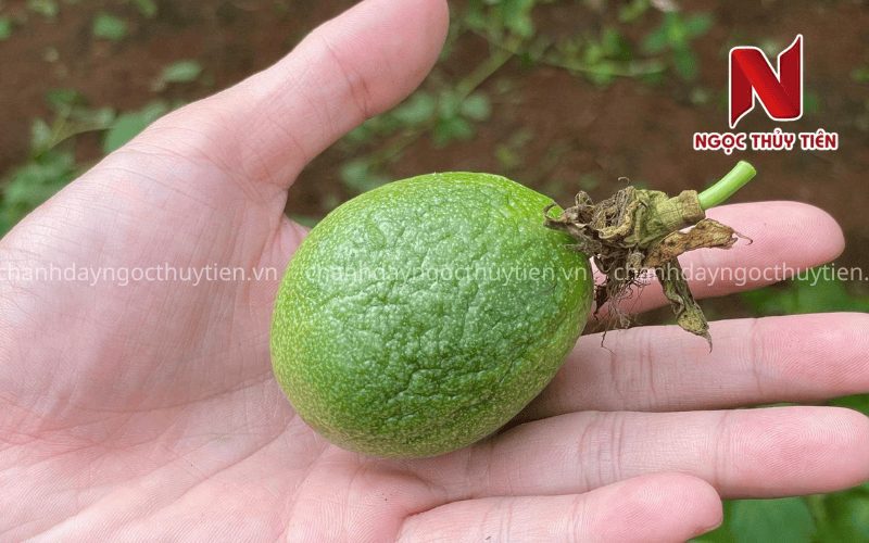 Trái chanh dây bị móp nhẹ và phát triển không đồng đều