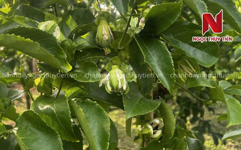 Nguyên Nhân Chanh Dây Không Đậu Trái Và Cách Khắc Phục Hiệu Quả