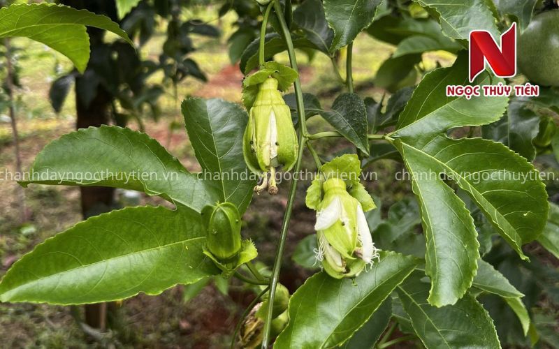 Nguyên Nhân Chanh Dây Không Đậu Trái Và Cách Khắc Phục Hiệu Quả