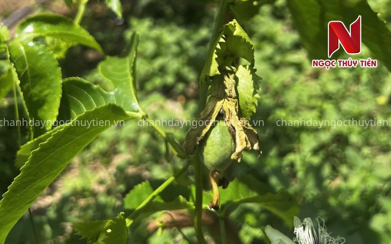 Nguyên Nhân Chanh Dây Không Đậu Trái Và Cách Khắc Phục Hiệu Quả