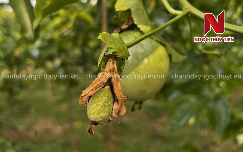 Nguyên Nhân Chanh Dây Không Đậu Trái Và Cách Khắc Phục Hiệu Quả