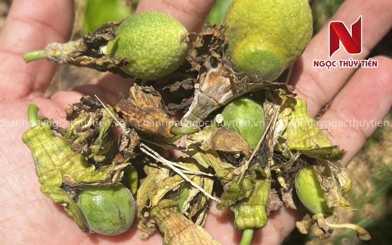 Nguyên Nhân Chanh Dây Không Đậu Trái Và Cách Khắc Phục Hiệu Quả