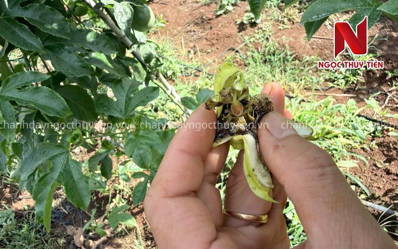 Chanh Dây Rụng Hoa Nhiều: 7 Nguyên Nhân Bà Con Cần Xử Lý Sớm