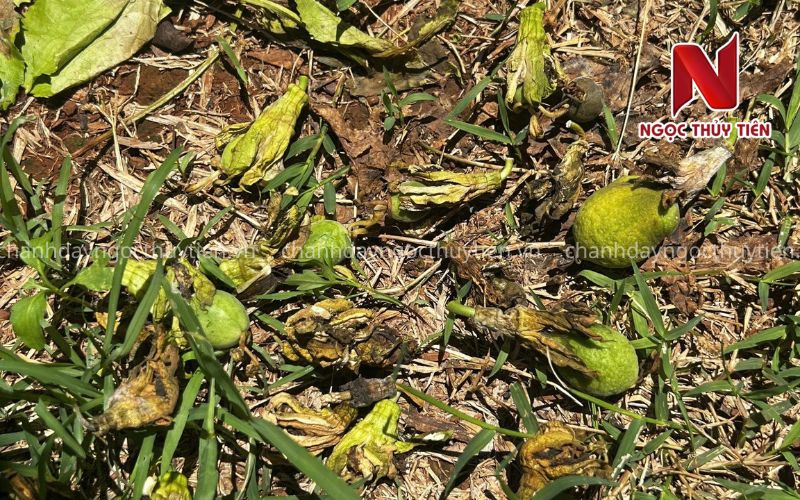 Chanh Dây Rụng Hoa Nhiều: 7 Nguyên Nhân Bà Con Cần Xử Lý Sớm