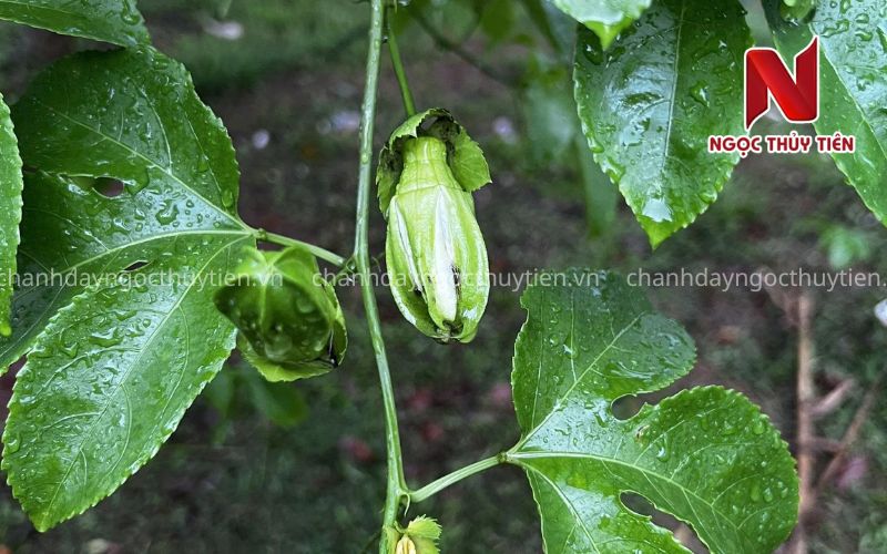 Chanh Dây Rụng Hoa Nhiều: 7 Nguyên Nhân Bà Con Cần Xử Lý Sớm