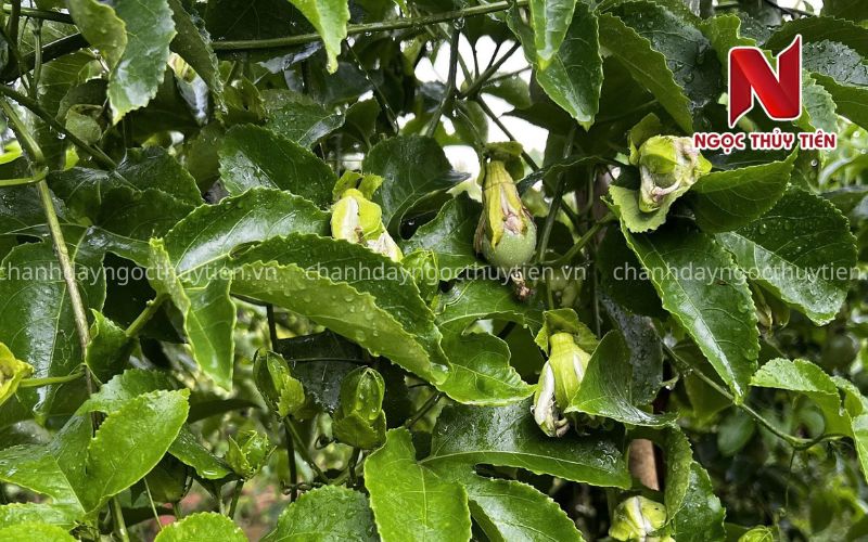 Chanh Dây Rụng Hoa Nhiều: 7 Nguyên Nhân Bà Con Cần Xử Lý Sớm