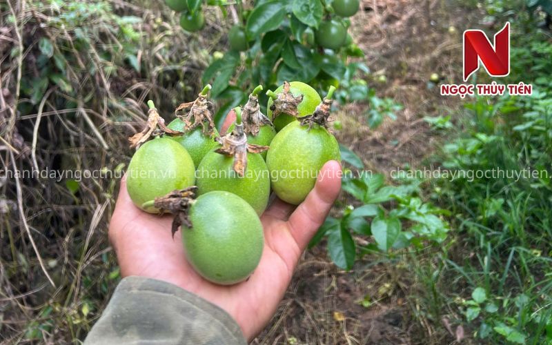 Chanh Dây Rụng Trái Non: Nguyên Nhân, Dấu Hiệu Và Cách Khắc Phục Hiệu Quả