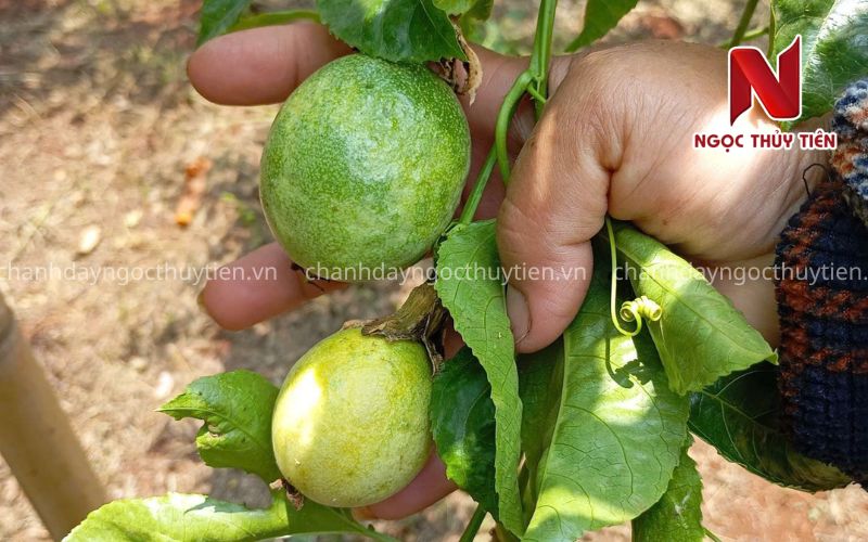 Chanh Dây Rụng Trái Non: Nguyên Nhân, Dấu Hiệu Và Cách Khắc Phục Hiệu Quả