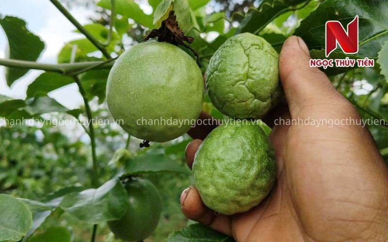 Chanh Dây Rụng Trái Non: Nguyên Nhân, Dấu Hiệu Và Cách Khắc Phục Hiệu Quả