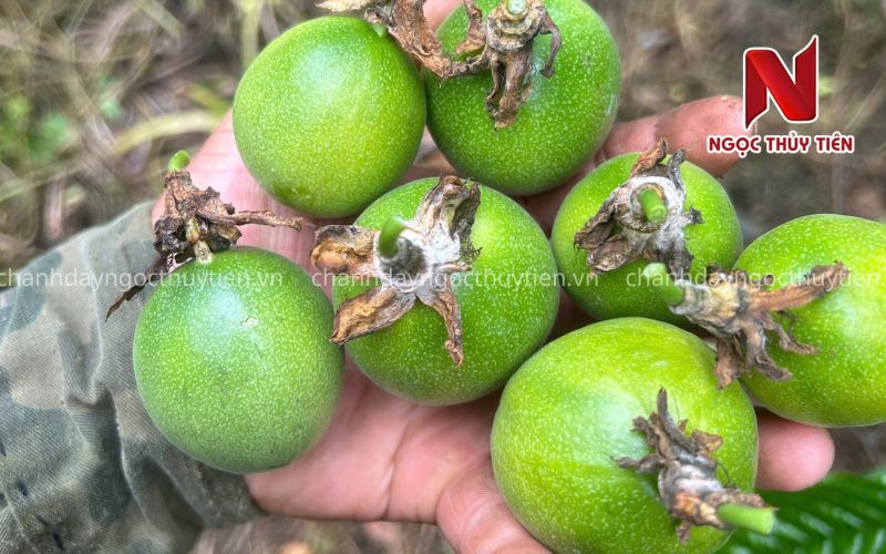 Chanh Dây Rụng Trái Non: Nguyên Nhân, Dấu Hiệu Và Cách Khắc Phục Hiệu Quả