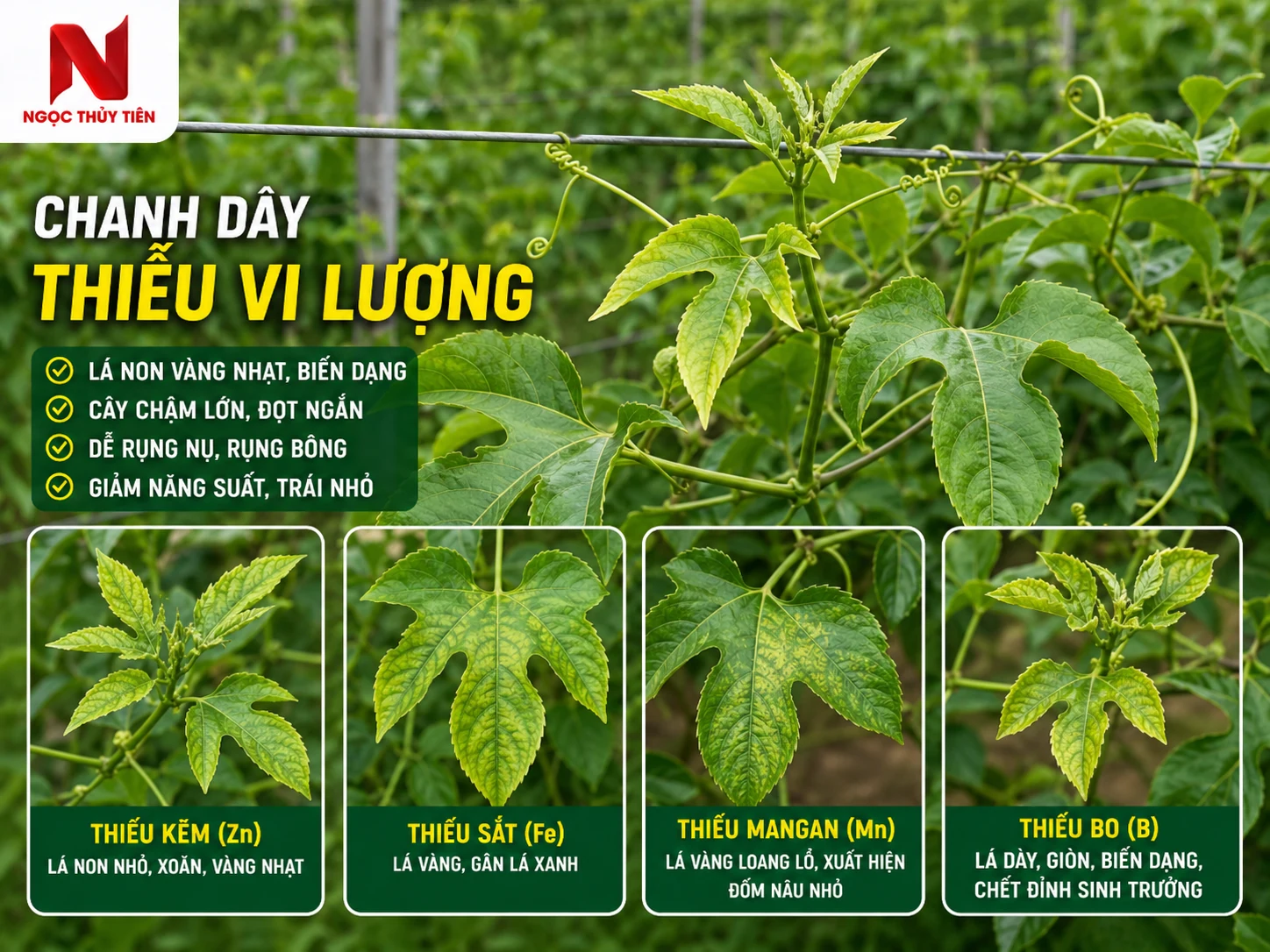 Dấu hiệu chanh dây thiếu vi lượng trên lá và đọt non