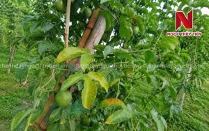Chanh Dây Vàng Lá Gân Xanh: Nguyên Nhân, Cách Nhận Biết Và Hướng Xử Lý Đúng