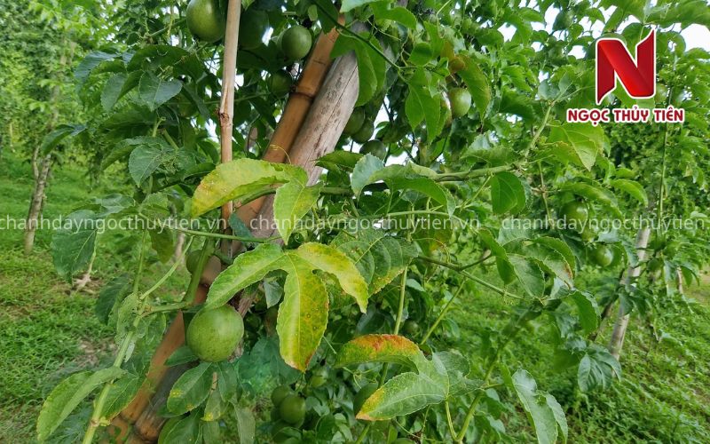 Chanh Dây Vàng Lá Gân Xanh: Nguyên Nhân, Cách Nhận Biết Và Hướng Xử Lý Đúng