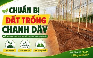 Chuẩn Bị Đất Trồng Chanh Dây: Cách Đào Hố, Bón Lót Và Xử Lý Đất Đúng Kỹ Thuật