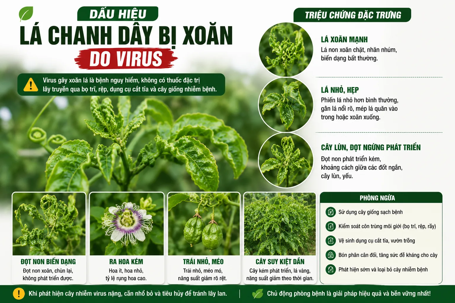 Dấu hiệu lá chanh dây bị xoăn do virus