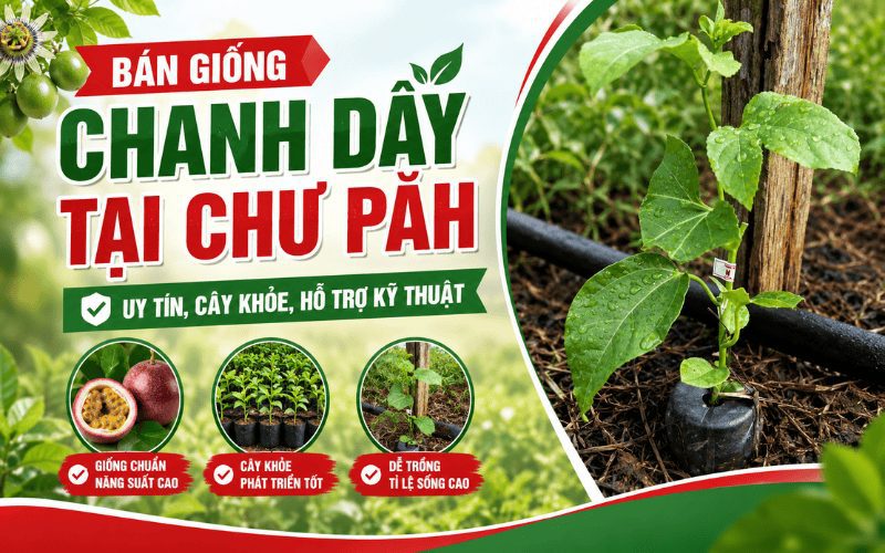 Địa Chỉ Bán Giống Chanh Dây Tại Chư Păh Uy Tín, Cây Khỏe, Hỗ Trợ Kỹ Thuật
