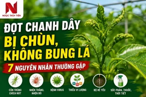 Đọt Chanh Dây Bị Chùn, Không Bung Lá: 7 Nguyên Nhân Thường Gặp