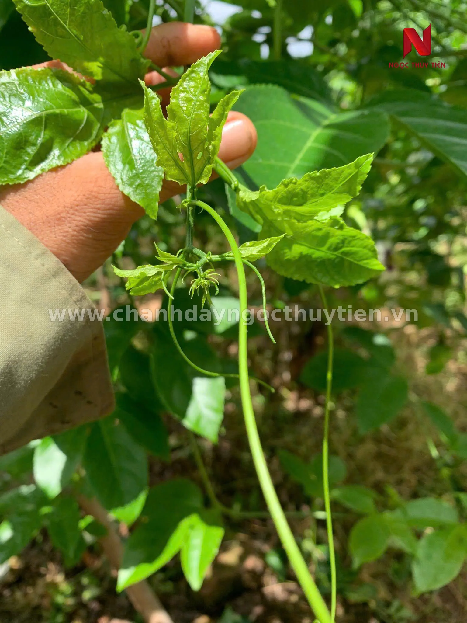 Nhện trắng hoặc nhóm nhện cực nhỏ gây chùn ngọn chanh dây