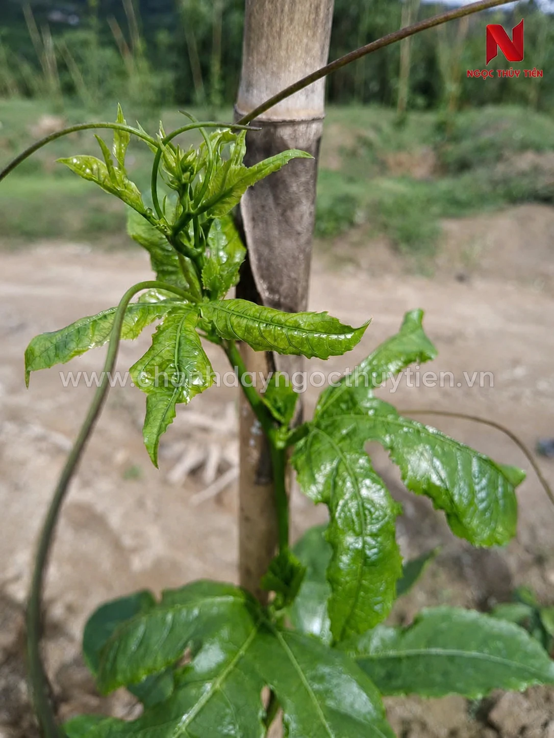 Đọt non chanh dây bị xoăn co rút do nhóm chích hút gây hại