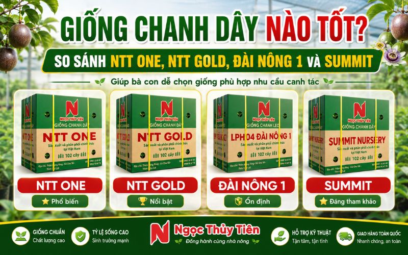 Giống Chanh Dây Nào Tốt? So Sánh NTT ONE, NTT GOLD, Đài Nông 1 Và Summit