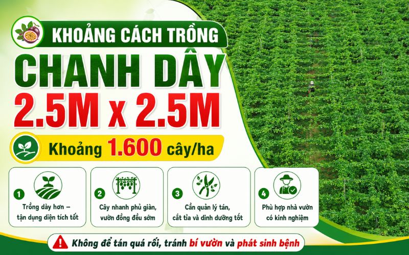 Khoảng Cách Trồng Chanh Dây Bao Nhiêu Là Hợp Lý? Hướng Dẫn Theo Từng Mô Hình Vườn