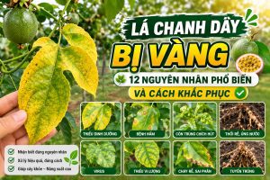Lá chanh dây bị vàng - 12 nguyên nhân phổ biến và cách khắc phục