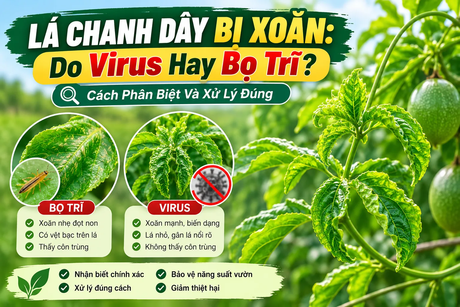 Lá chanh dây bị xoăn do virus hay bọ trĩ và cách phân biệt