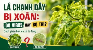 Lá chanh dây bị xoăn do virus hay bọ trĩ? Cách phân biệt triệu chứng