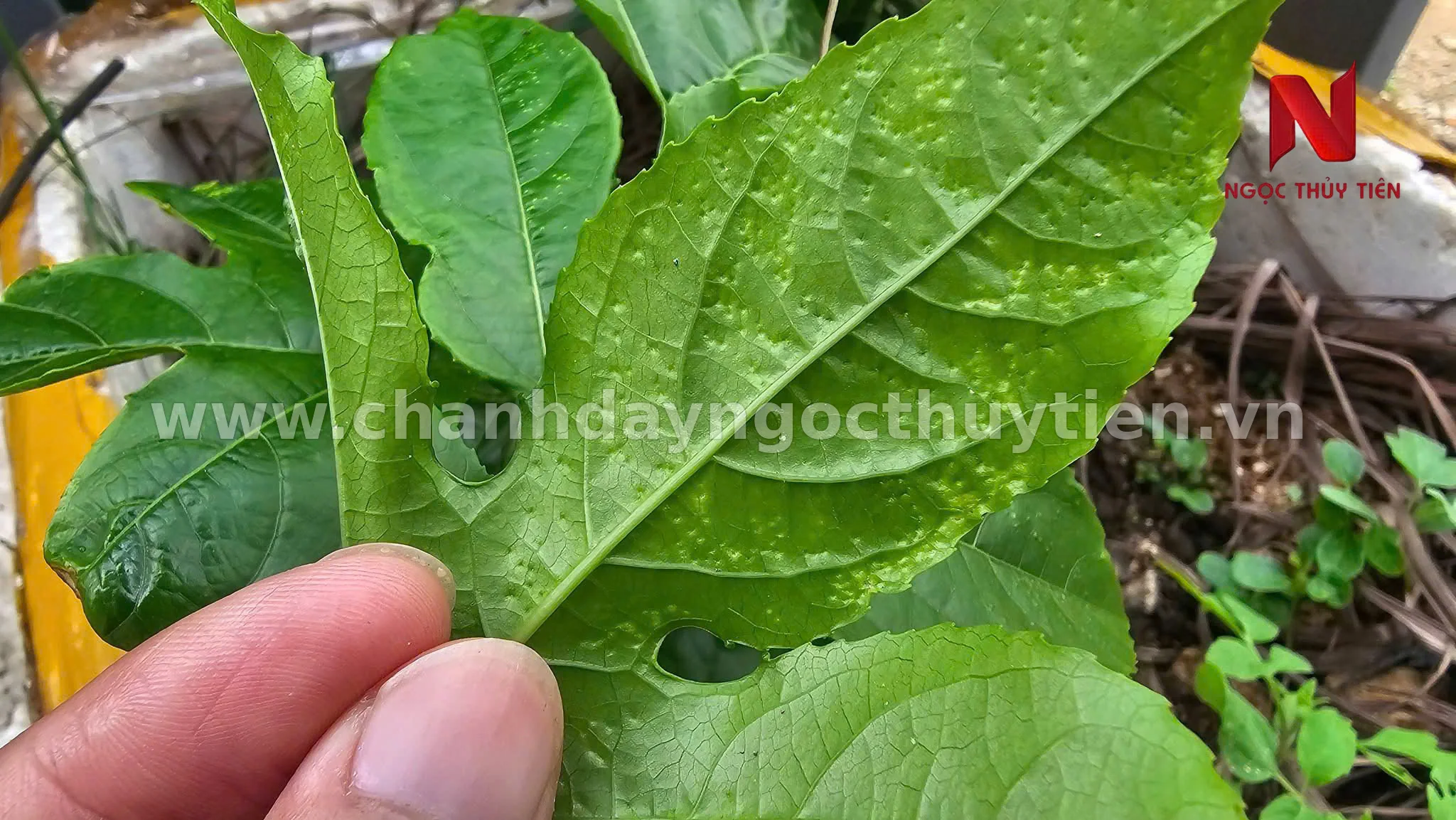 Lá chanh dây nổi u sưng và biến dạng do tác nhân gây hại