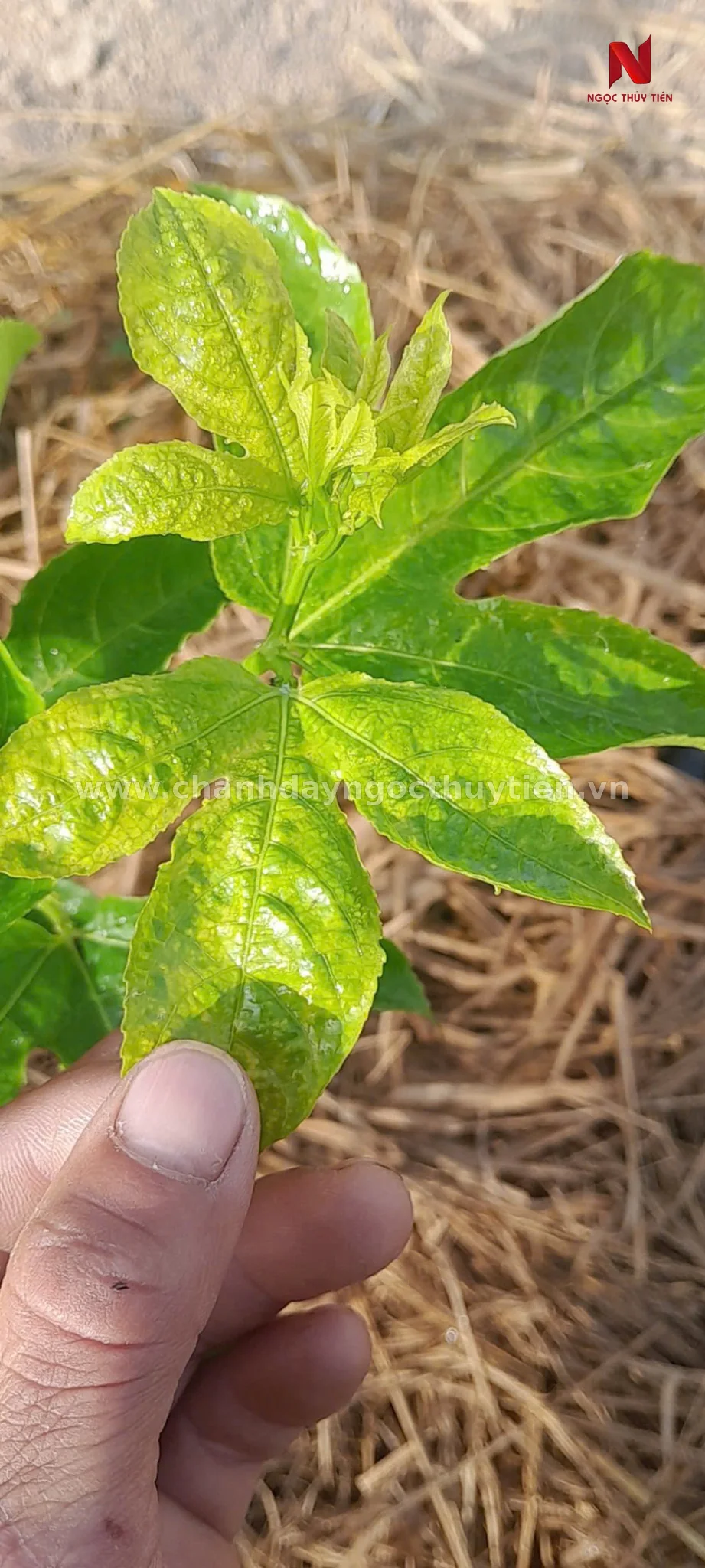 Đọt chanh dây chùn kèm lá non vàng khảm do bộ rễ suy yếu