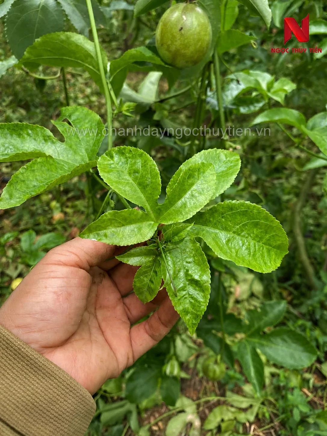 Côn trùng chích hút làm lá non chanh dây vàng loang và biến dạng