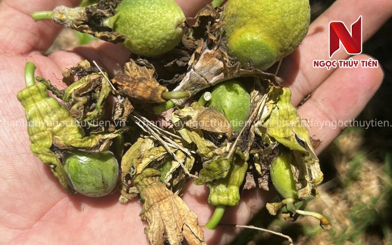 Hoa và trái non chanh dây bị hư do nấm bệnh
