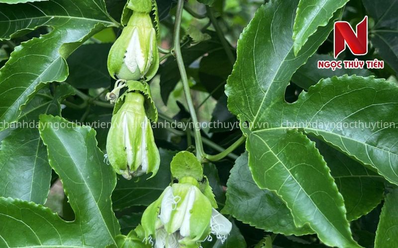 Phòng bệnh nấm trên hoa chanh dây trong giai đoạn ra hoa