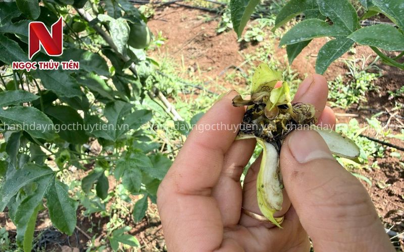 Kiểm tra hoa chanh dây bị nấm bệnh và thối cuống